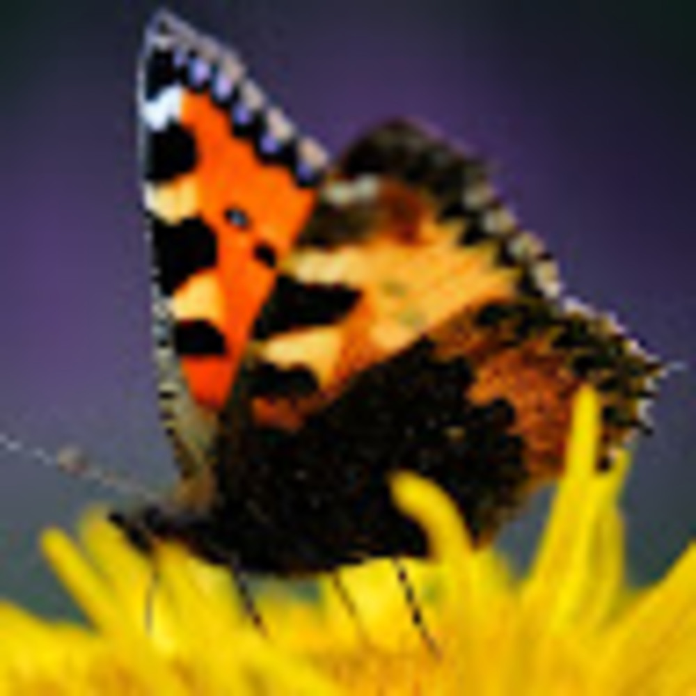 Meet your Posher, Lstopyro